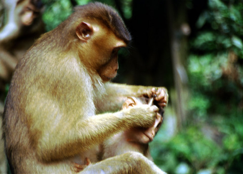 borneo - locals.jpg
